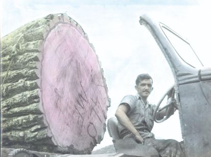 O FIM DA PEROBA, A RAINHA ABSOLUTA DAS FLORESTAS!