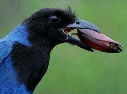 GRALHA AZUL, A LINDA AVE QUE EMBELEZA A HISTÓRIA DE UMUARAMA! GRALHA AZUL, A LINDA AVE QUE EMBELEZA A HISTÓRIA DE UMUARAMA!