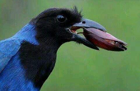 GRALHA AZUL, A LINDA AVE QUE EMBELEZA A HISTÓRIA DE UMUARAMA!