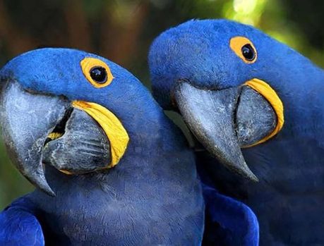 AS ARARAS AZUIS COLORIAM OS NOSSOS BOSQUES...