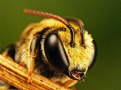 A abelha foi declarada o ser vivo mais importante do planeta!