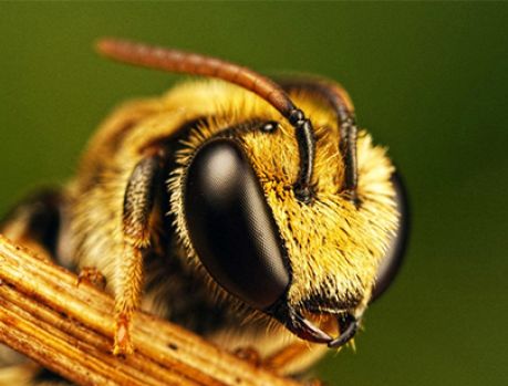 A abelha foi declarada o ser vivo mais importante do planeta!