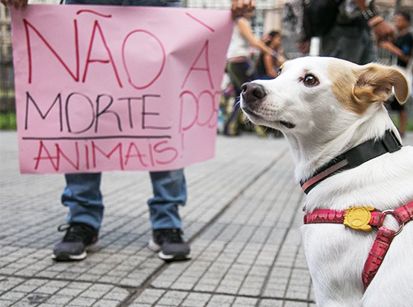 Câmara aumenta pena de maus-tratos contra animais e zoofilia   