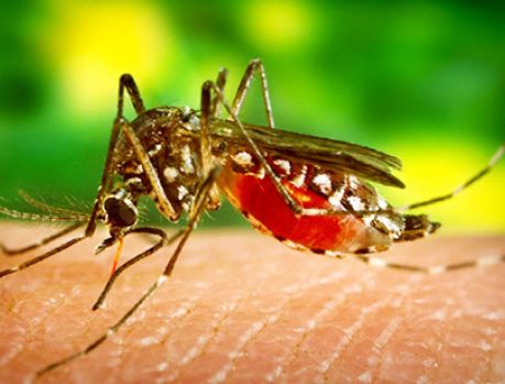 Alerta geral: Cuidado!!! O Paraná está ‘infestado’ de mosquitos!