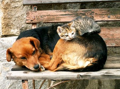 Domingo tem Feirinha de Adoção de Animais no Lago Aratimbó