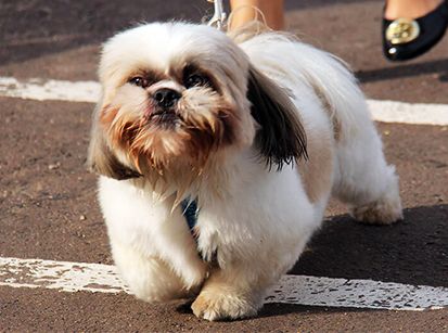 Em março acontecerá a 5ª Cãominhada em Umuarama