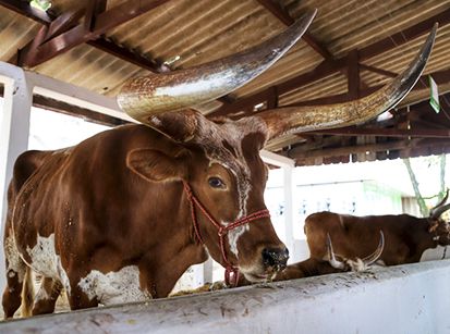 Umuarama, a Capital do Boi: Belos animais na Expo Umuarama