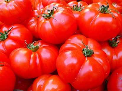 Preço do tomate ainda vai ficar mais alto que o do bacalhau!