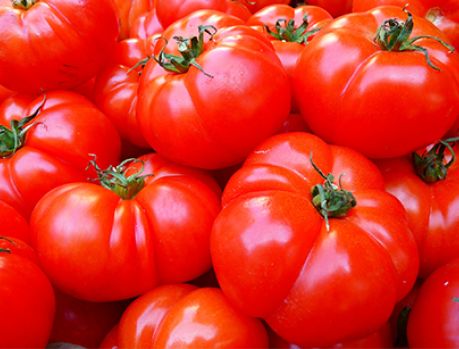 Preço do tomate ainda vai ficar mais alto que o do bacalhau!