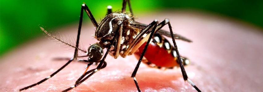 Dengue: Mosquitão ataca Umuarama!