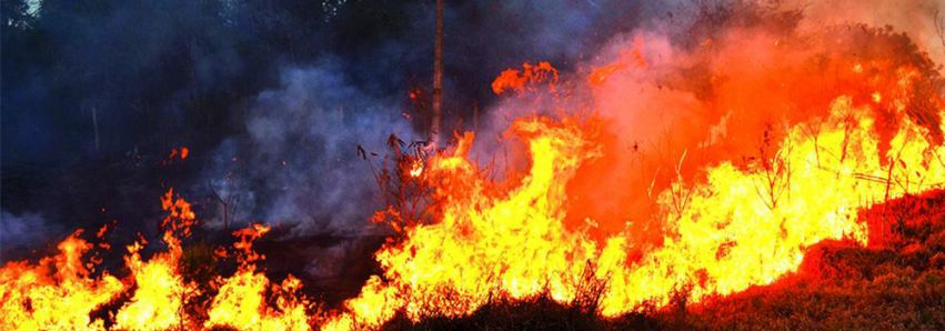 Mais de 8 mil queimadas no Paraná!
