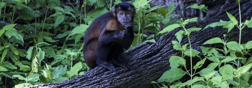 ‘Mata dos Macacos’ será um parque!