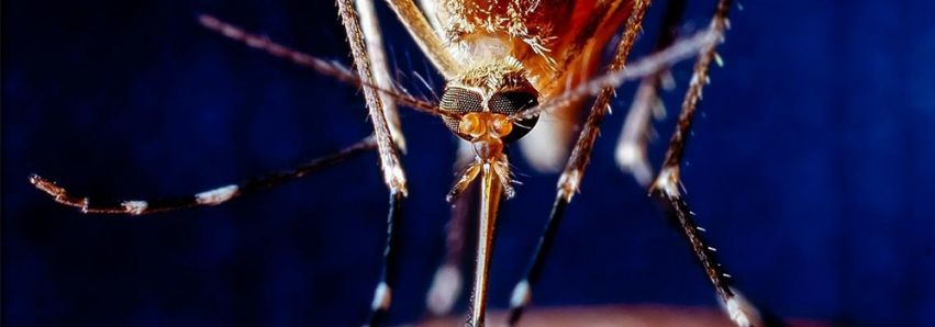 Coronavírus desvia o foco da dengue!