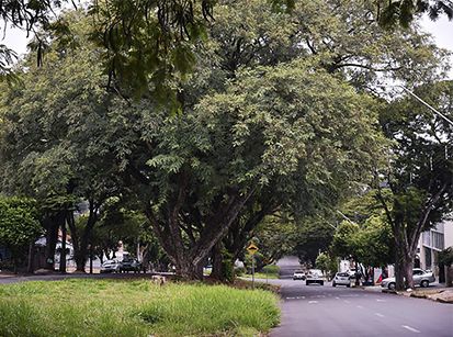 Conheça o Plano de Arborização de Umuarama e dê sugestões!