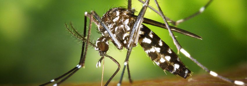 4.729 casos de dengue em Umuarama