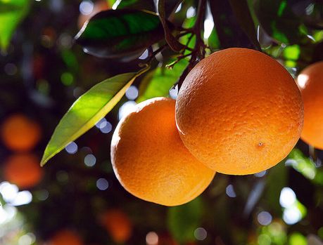 Noroeste é líder na produção de laranjas no PR