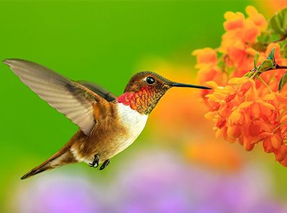 Adeus, inverno! Terça-feira começa a primavera!