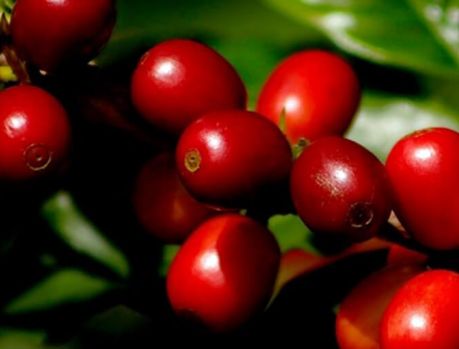 A cafeicultura do Paraná está ameaçada: geadas