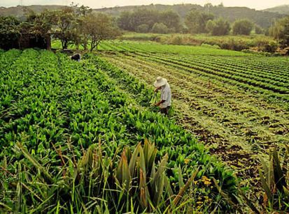 28 de Julho: Hoje é o Dia do Agricultor!