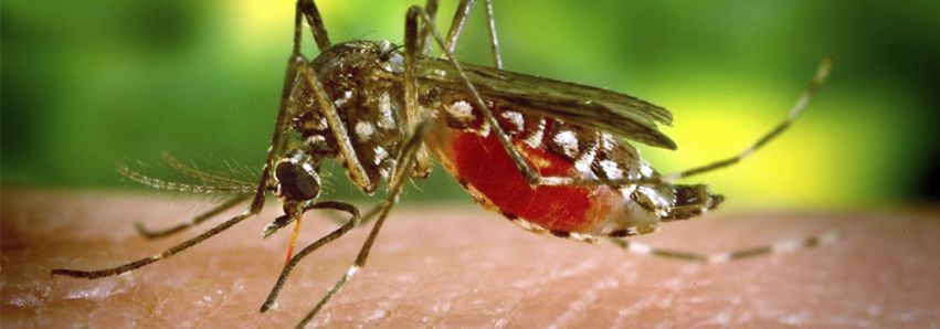 Dengue em 44 bairros de Umuarama 