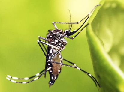 Umuarama tá surtada, dominada pela dengue... 