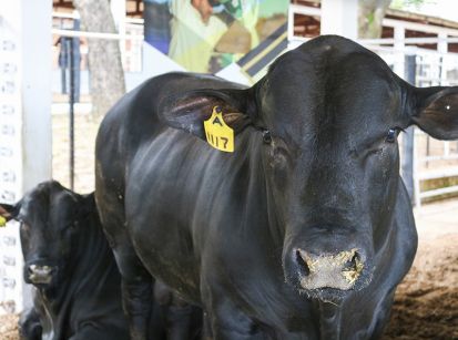 Tudo pronto para a abertura da maior Expo Umuarama da história