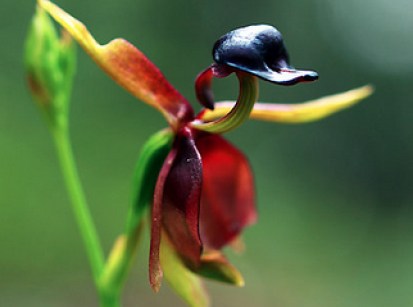 É UM PATO? NÃO! É UMA EXTREMAMENTE RARA ORQUÍDEA!!! 