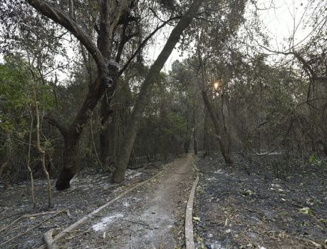 VIOLENTO INCÊNDIO QUASE DESTRUIU TODO O BOSQUE DO ÍNDIO!