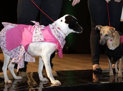 ‘Top models’ da SAAU vão brilhar na passarela do Fashion Dogs!      