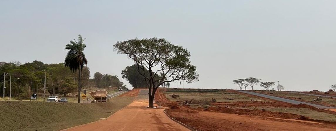 IPÊ GIGANTE ENFEITA O MONT SION!