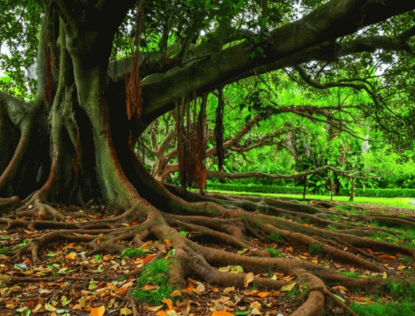 ÁRVORES, O AR-CONDICIONADO DA NATUREZA