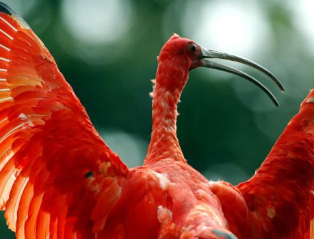 PARANÁ CRIA ÁREA PARA PROTEGER OS BELOS GUARÁS!