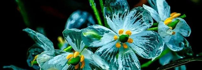 A RARÍSSIMA FLOR DE CRISTAL! A RARÍSSIMA FLOR DE CRISTAL!