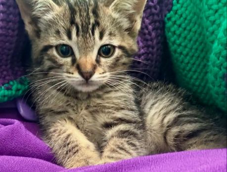1º BAZAR EM PROL DOS GATINHOS RESGATADOS EM UMUARAMA