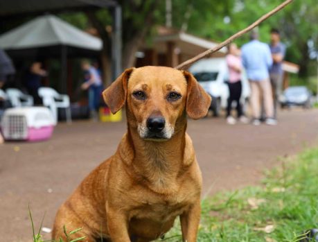 PROJETO DA PREFEITURA E SAAU JÁ CASTROU 380 PETS PROJETO DA PREFEITURA E SAAU JÁ CASTROU 380 PETS