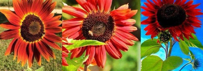 OS GIRASSÓIS VERMELHOS QUE O MUNDO DESCONHECE!