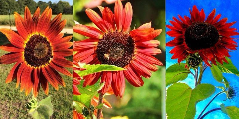 OS GIRASSÓIS VERMELHOS QUE O MUNDO DESCONHECE!