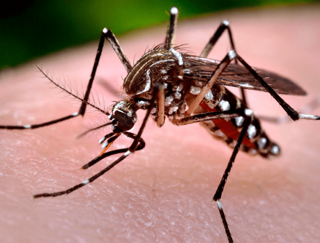 Alerta para riscos de criadouros de mosquito da dengue no cemitério!   