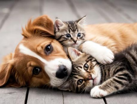 SÁBADO UMUARAMA SEDIARÁ O ENCONTRO DA CAUSA ANIMAL!