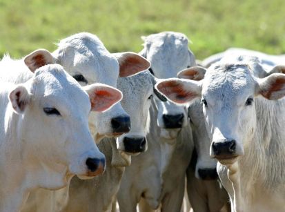 Expo Umuarama divulga a agenda de leilões de gado