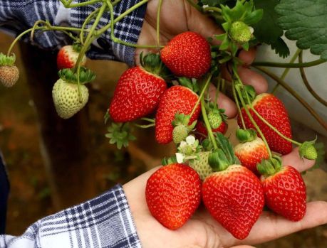 Cultivo de morango em estufas terá seminário na Expo Umuarama