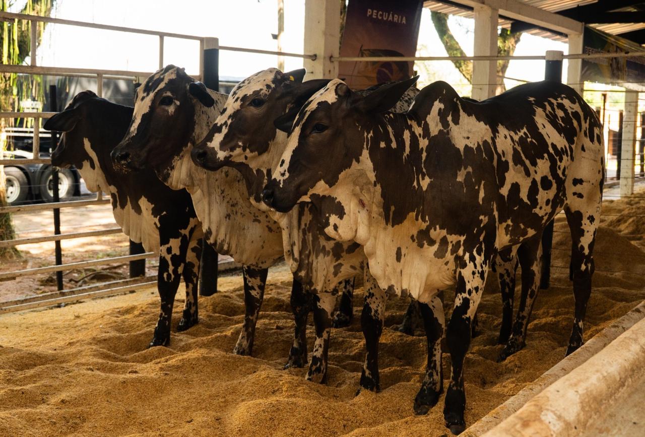 Expo Umuarama realiza primeiro julgamento de Nelore pintado do PR