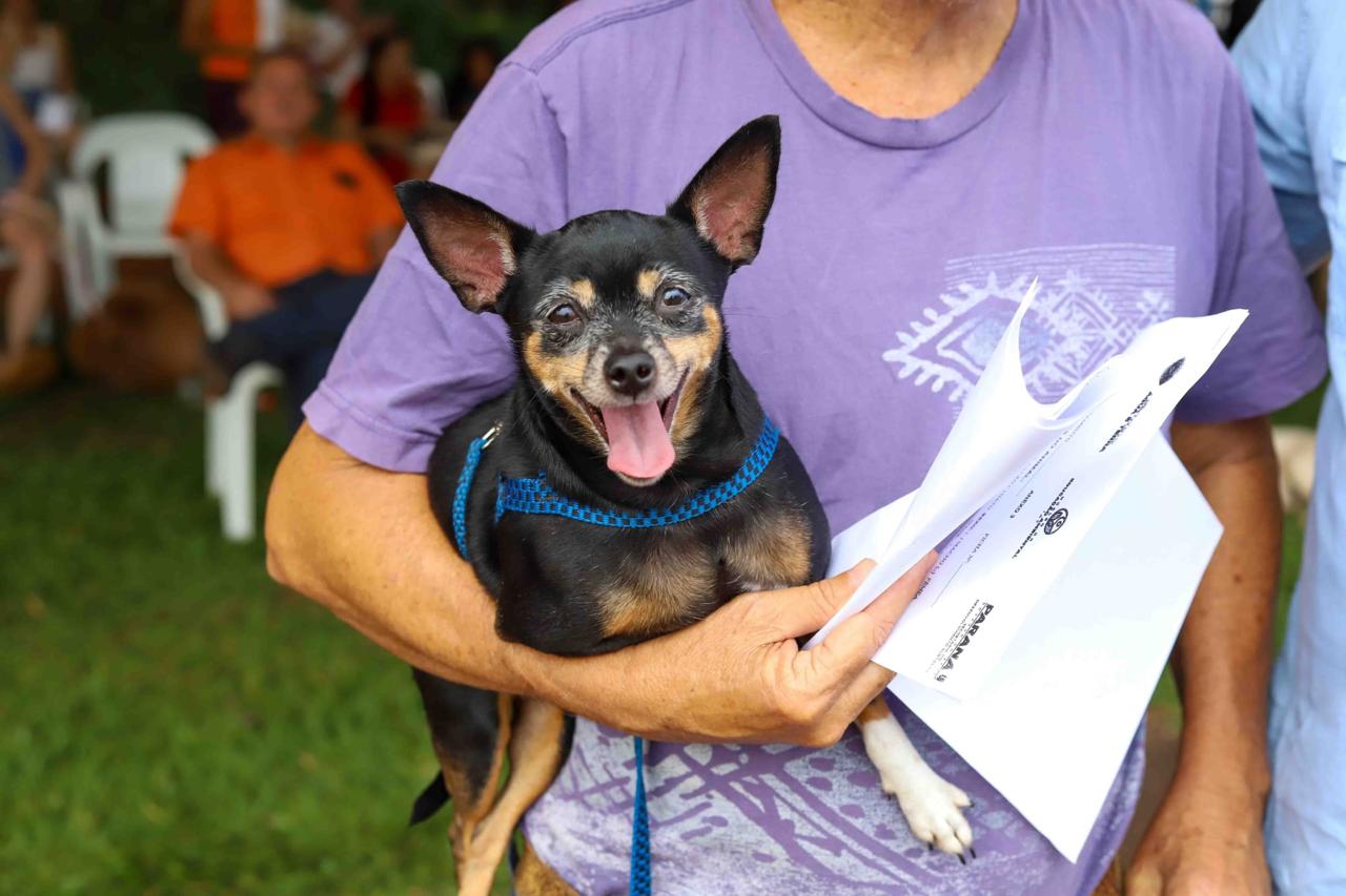 Tutores poderão vacinar seus cães de graça contra a raiva