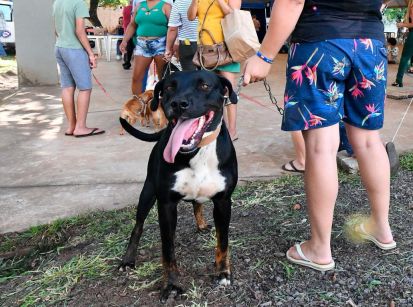 Vacinação gratuita contra a raiva canina disponível no dia 9