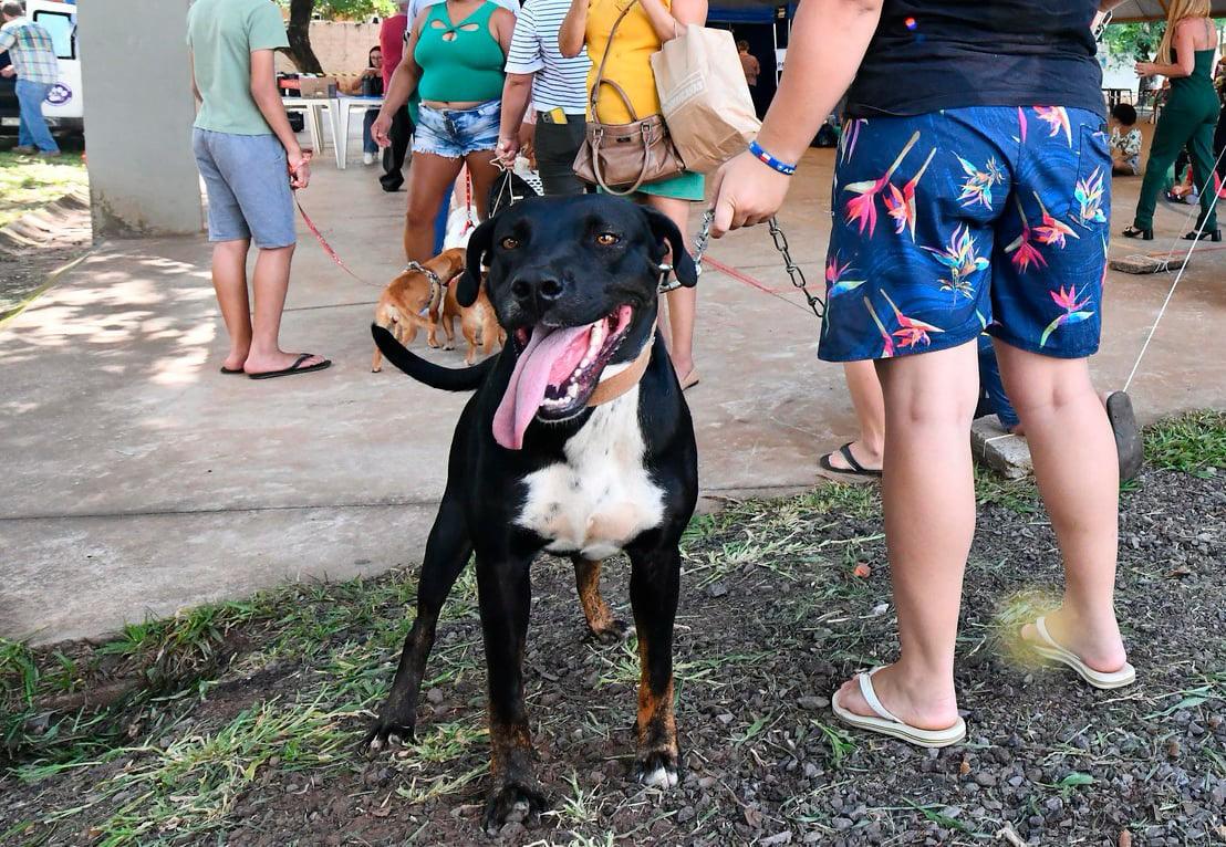 Vacinação gratuita contra a raiva canina disponível no dia 8