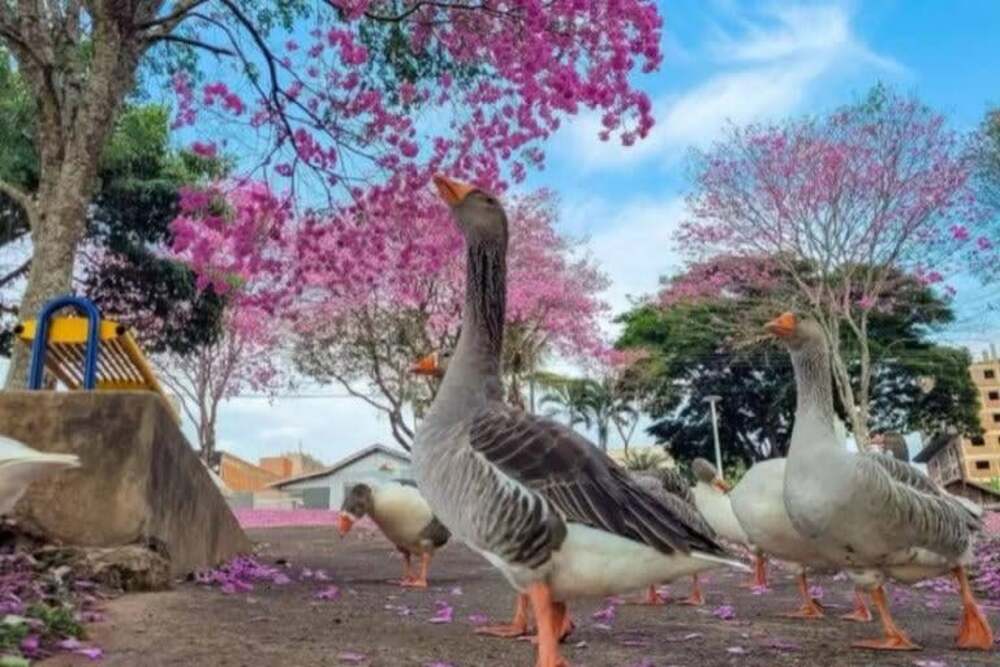 Os ipês passaram a vida inteira colorindo Umuarama!