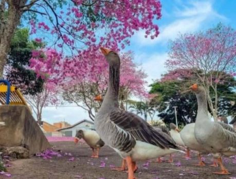 Os ipês passaram a vida inteira colorindo Umuarama!