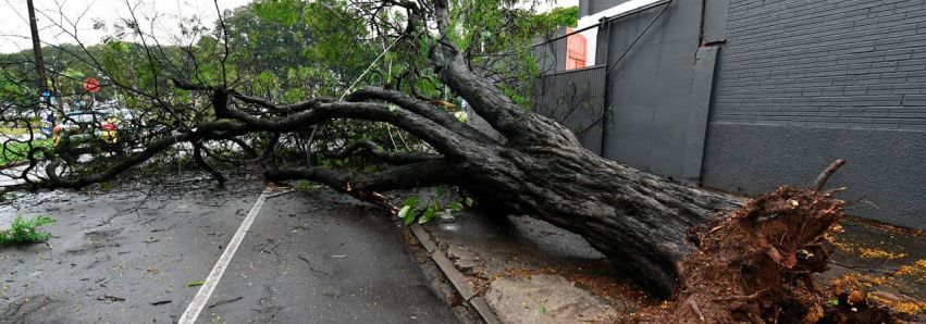 Chuva forte derruba árvores, causa estragos e mobiliza equipes da Prefeitura