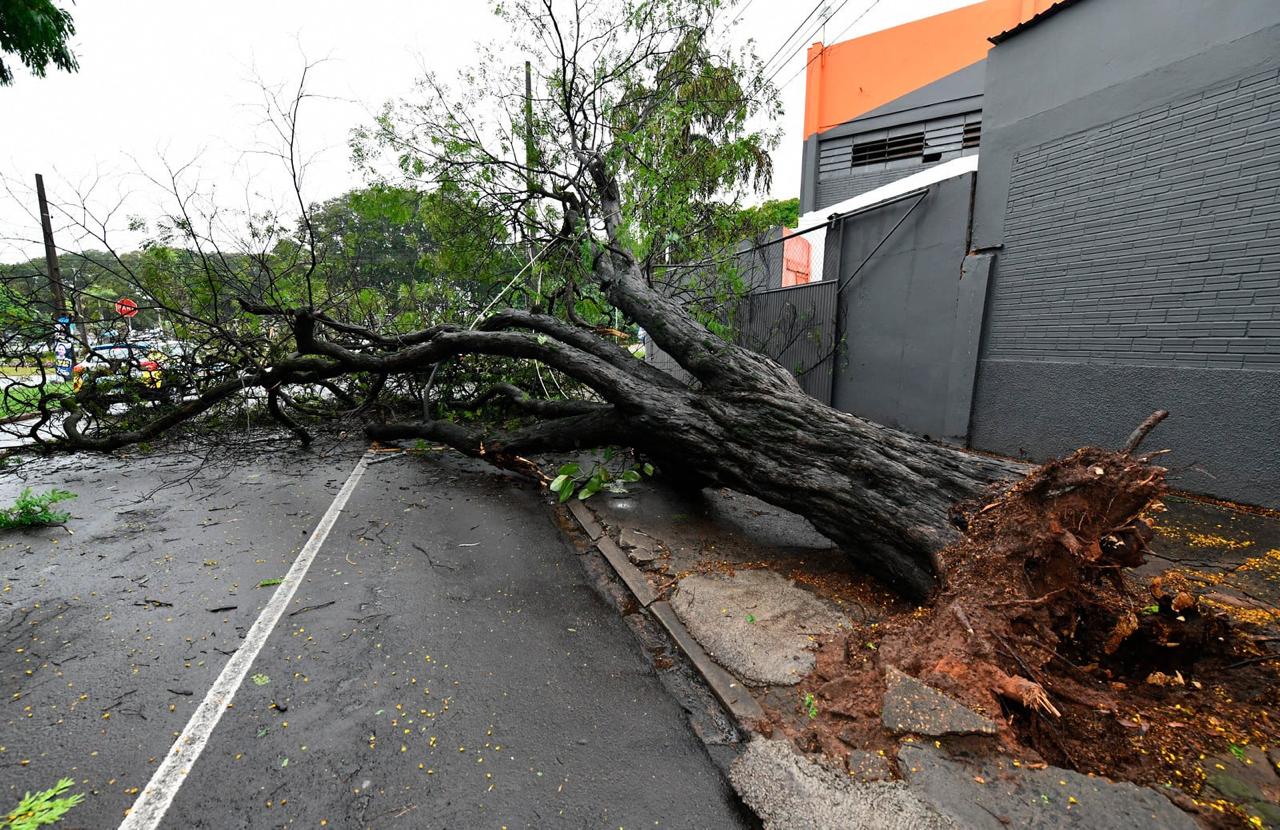 Chuva forte derruba árvores, causa estragos e mobiliza equipes da Prefeitura