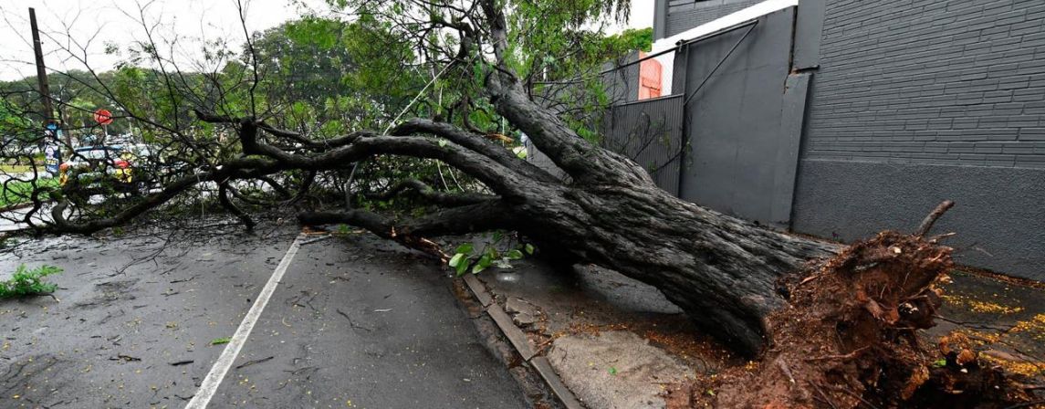 Chuva forte derruba árvores, causa estragos e mobiliza equipes da Prefeitura